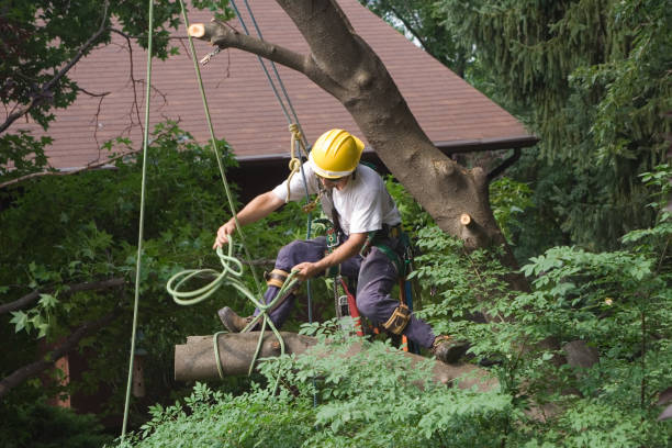 Best Emergency Tree Removal  in Norcross, GA