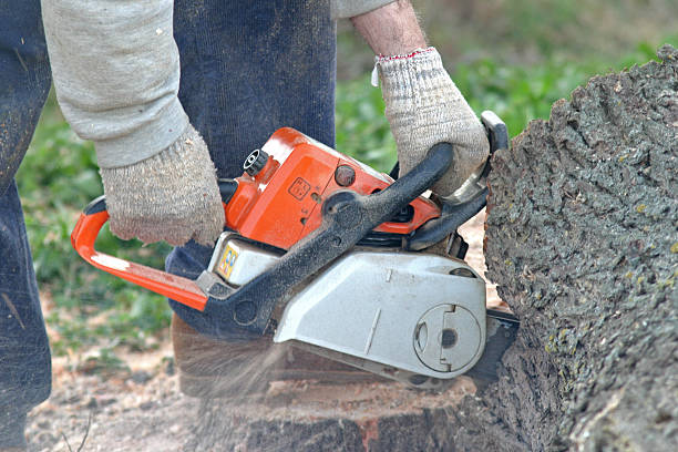 Best Fruit Tree Pruning  in Norcross, GA